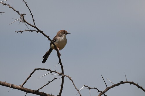 Red-fronted Prinia (Prinia rufifrons), photo 4