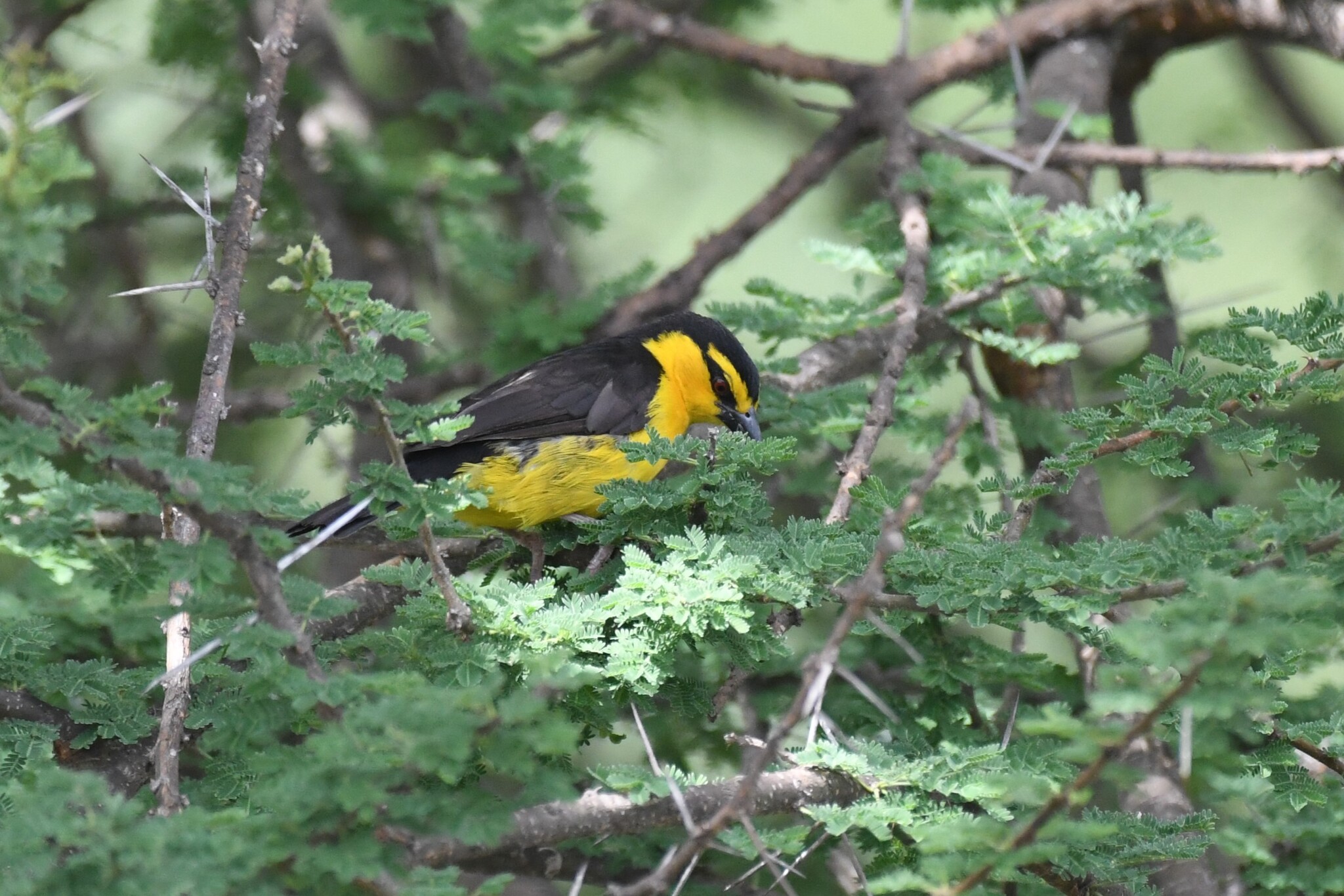 Black-necked Weaver (Ploceus nigricollis), photo 1