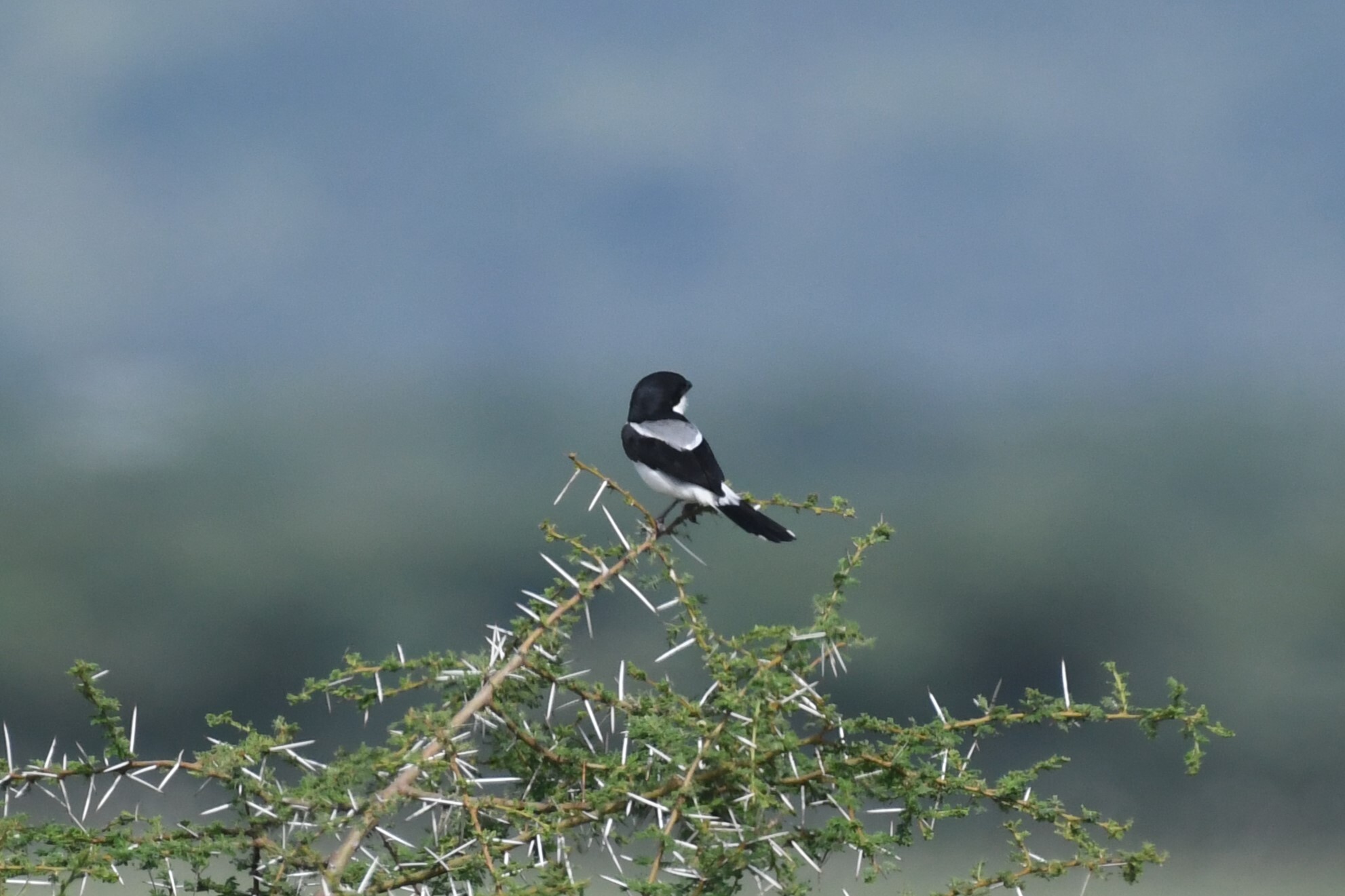 Taita Fiscal (Lanius dorsalis), photo 8