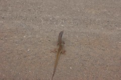 Gerrhosaurus nigrolineatus