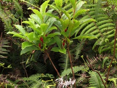 Vaccinium calycinum