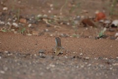 Gerrhosaurus nigrolineatus