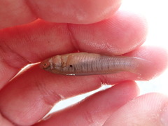 Fundulus diaphanus diaphanus