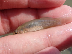 Fundulus diaphanus diaphanus