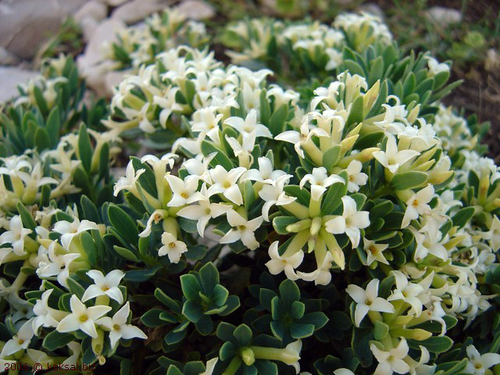 Daphne oleoides Schreb.