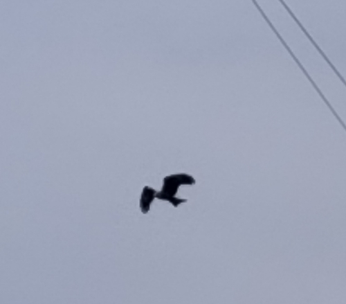 Black Kite