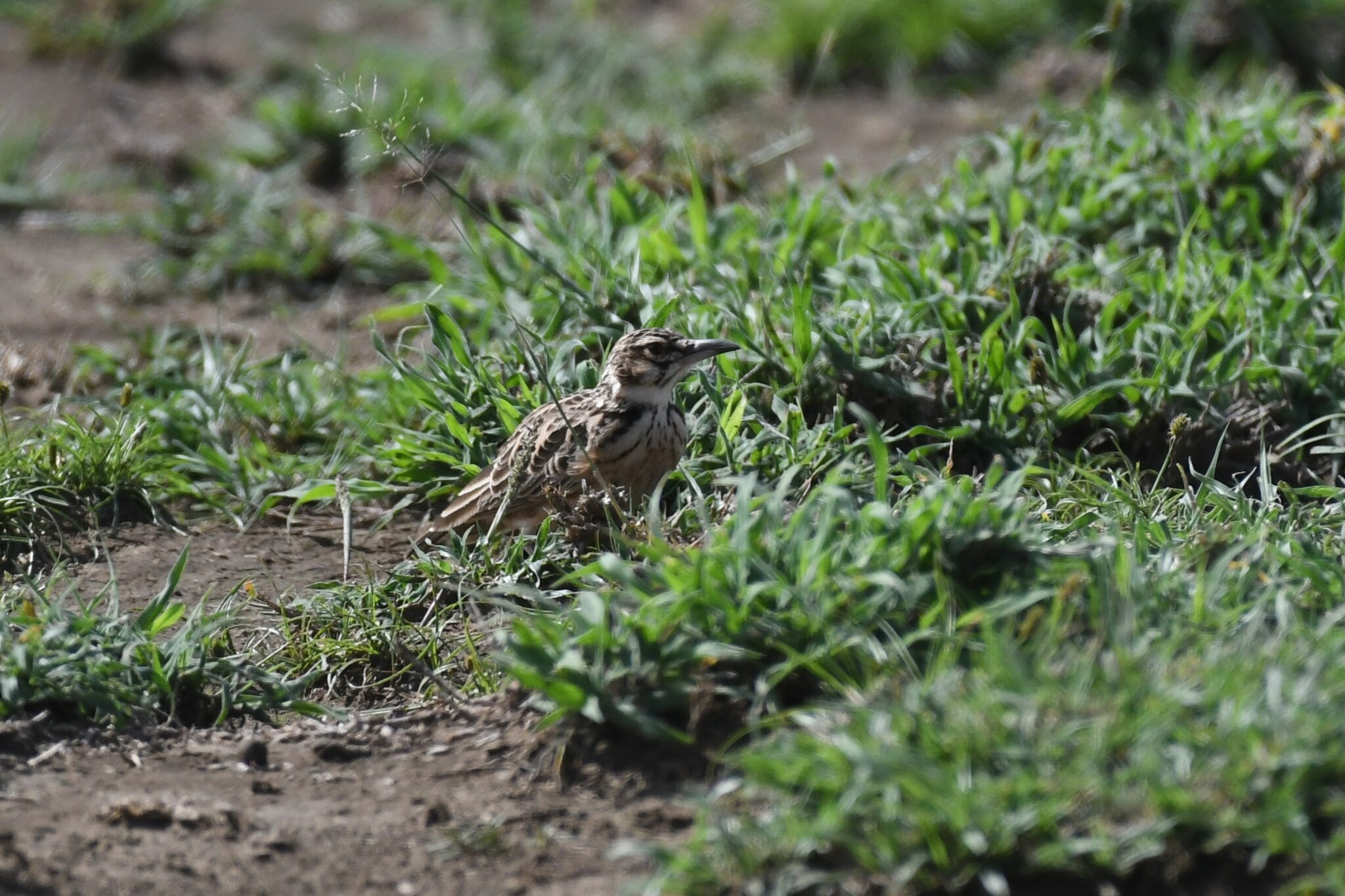 Short-tailed Lark (Spizocorys fremantlii)