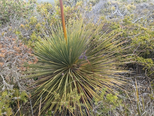 Image of Xanthorrhoea platyphylla by (c) Caleb Catto, some rights reserved (CC BY)