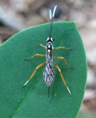 Agonocryptus discoidaloides