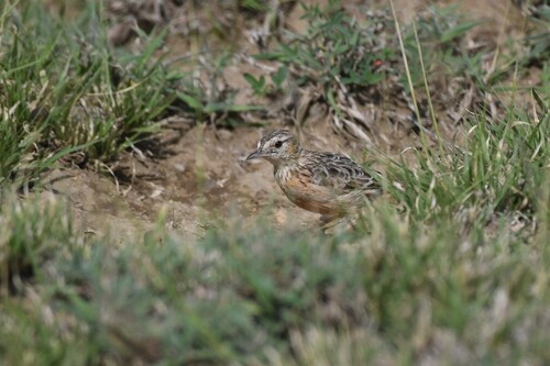 Beesley's Lark (Chersomanes beesleyi), photo 1