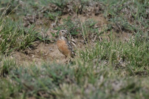 Beesley's Lark (Chersomanes beesleyi), photo 2