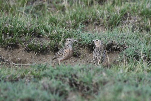 Beesley's Lark (Chersomanes beesleyi), photo 3