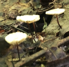 Marasmius delectans