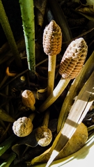 Zamia prasina