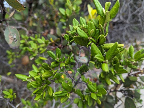 Image of Spyridium globulosum by (c) Caleb Catto, some rights reserved (CC BY)