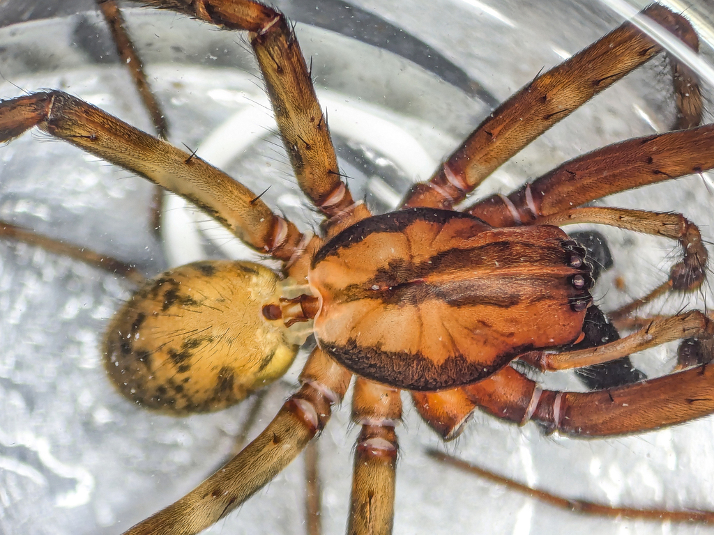 Cambridgea arboricola