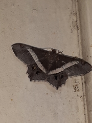 Chiasmia nora