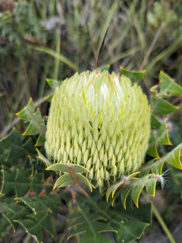 Image of Banksia baxteri by (c) Caleb Catto, some rights reserved (CC BY)