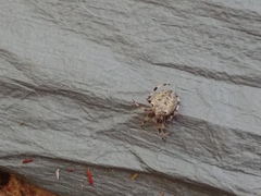 Araneus nordmanni
