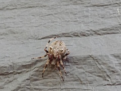 Araneus nordmanni