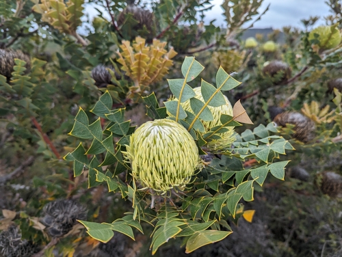 Image of Banksia baxteri by (c) Caleb Catto, some rights reserved (CC BY)