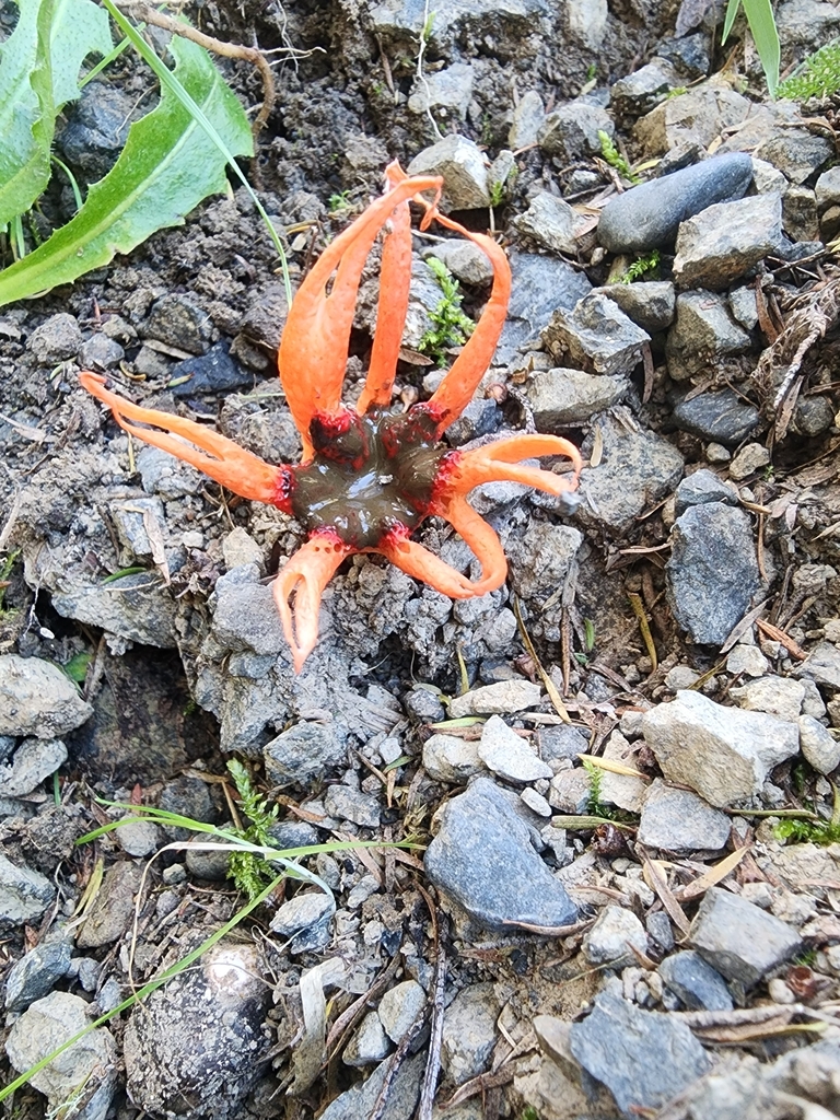 Aseroe rubra · April 2025 · photo: © nicnation (iNaturalist, cc-by)