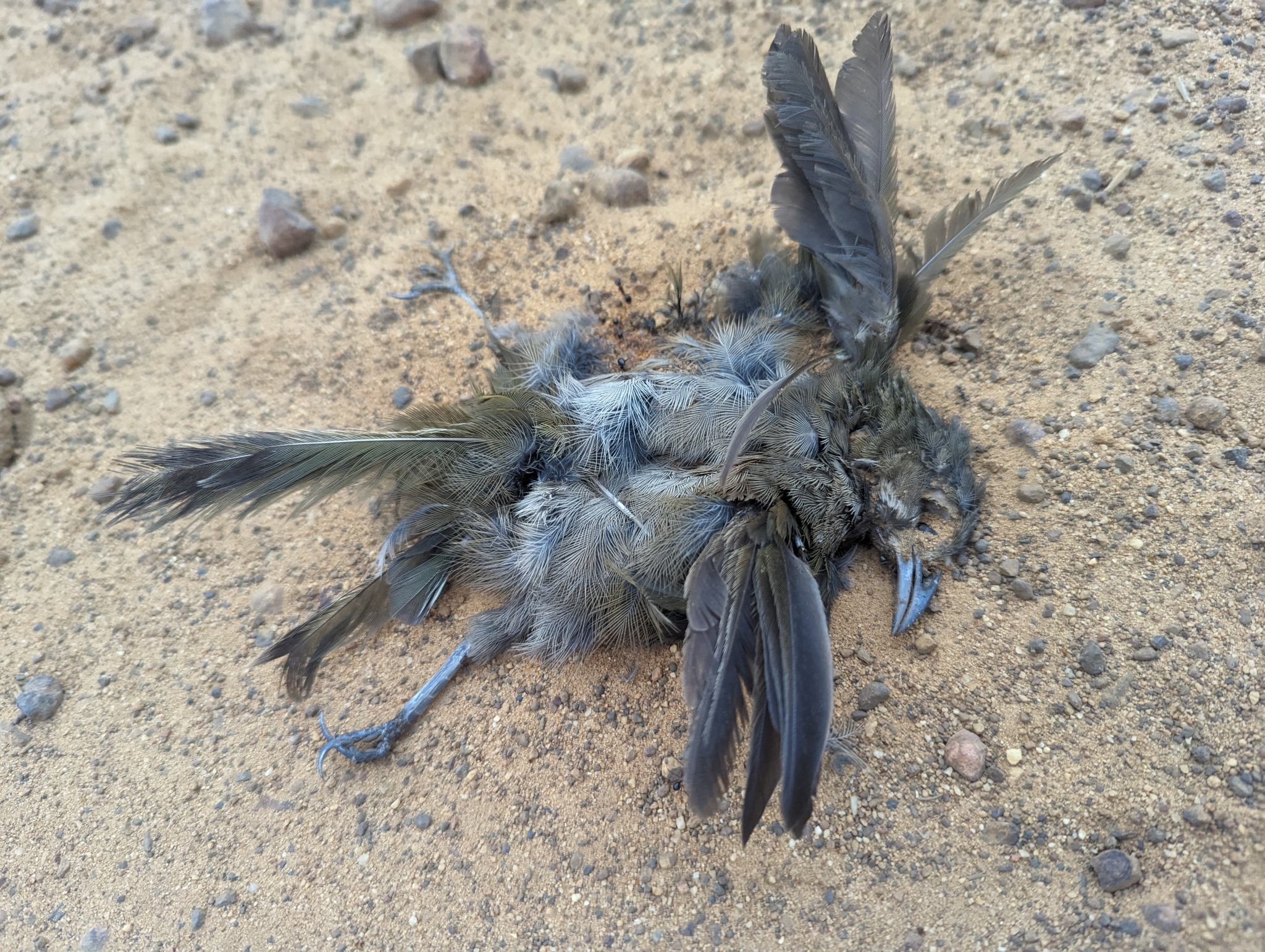 Western Whipbird (Psophodes nigrogularis), photo 1