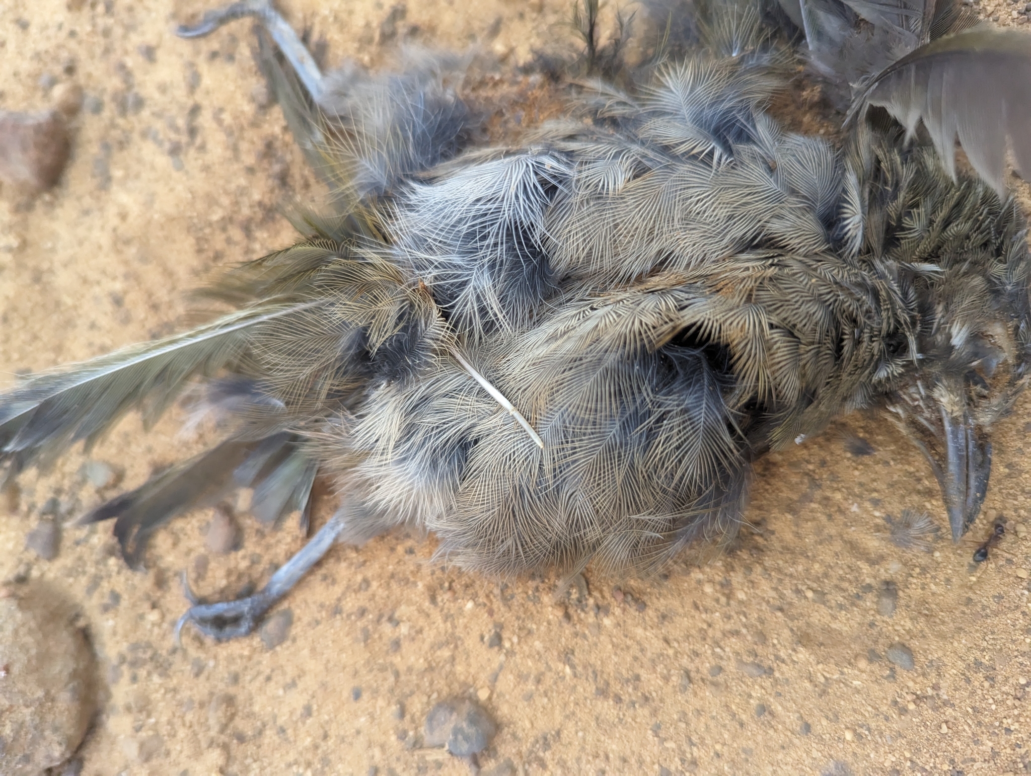 Western Whipbird (Psophodes nigrogularis), photo 2