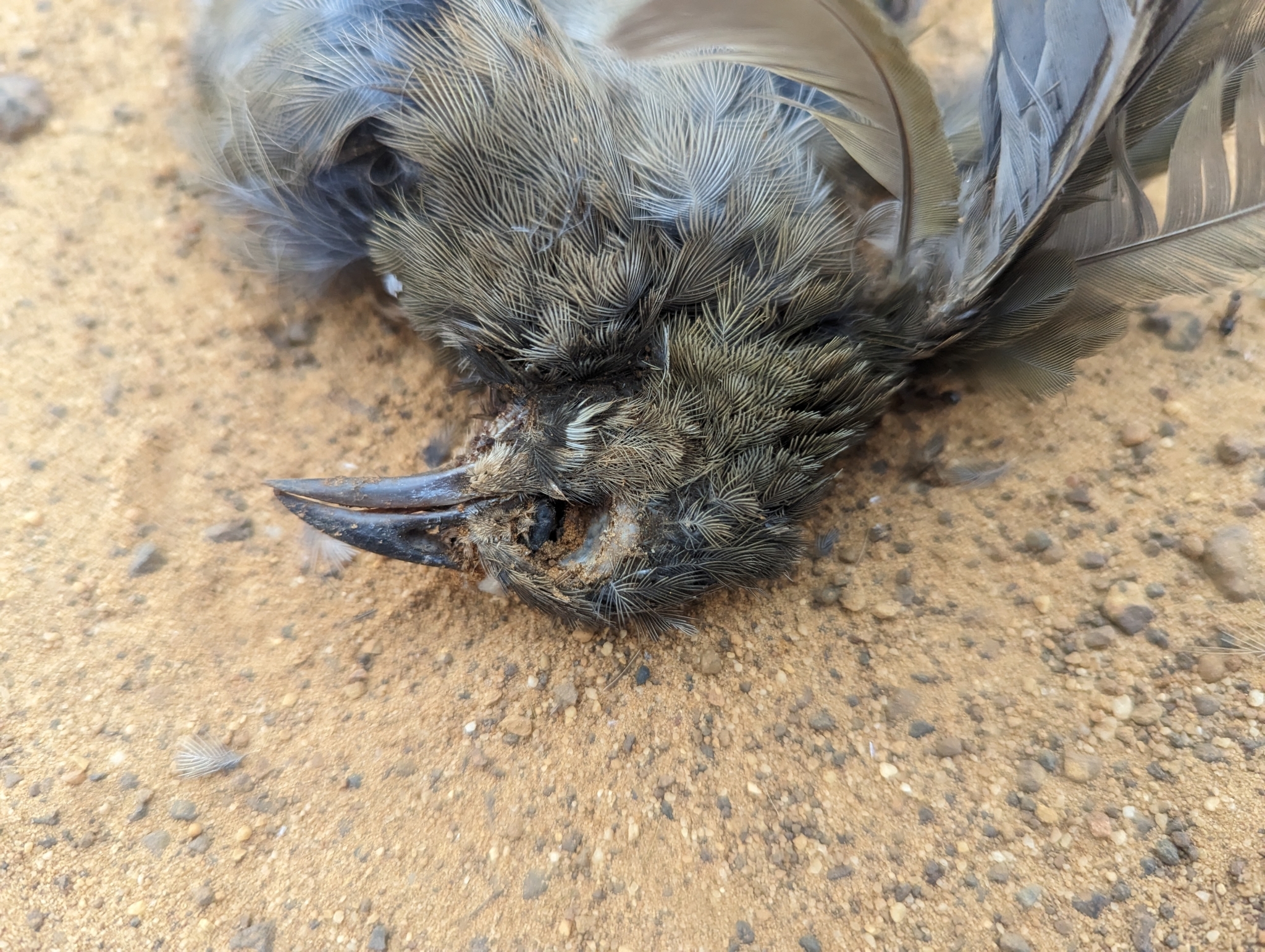 Western Whipbird (Psophodes nigrogularis), photo 6