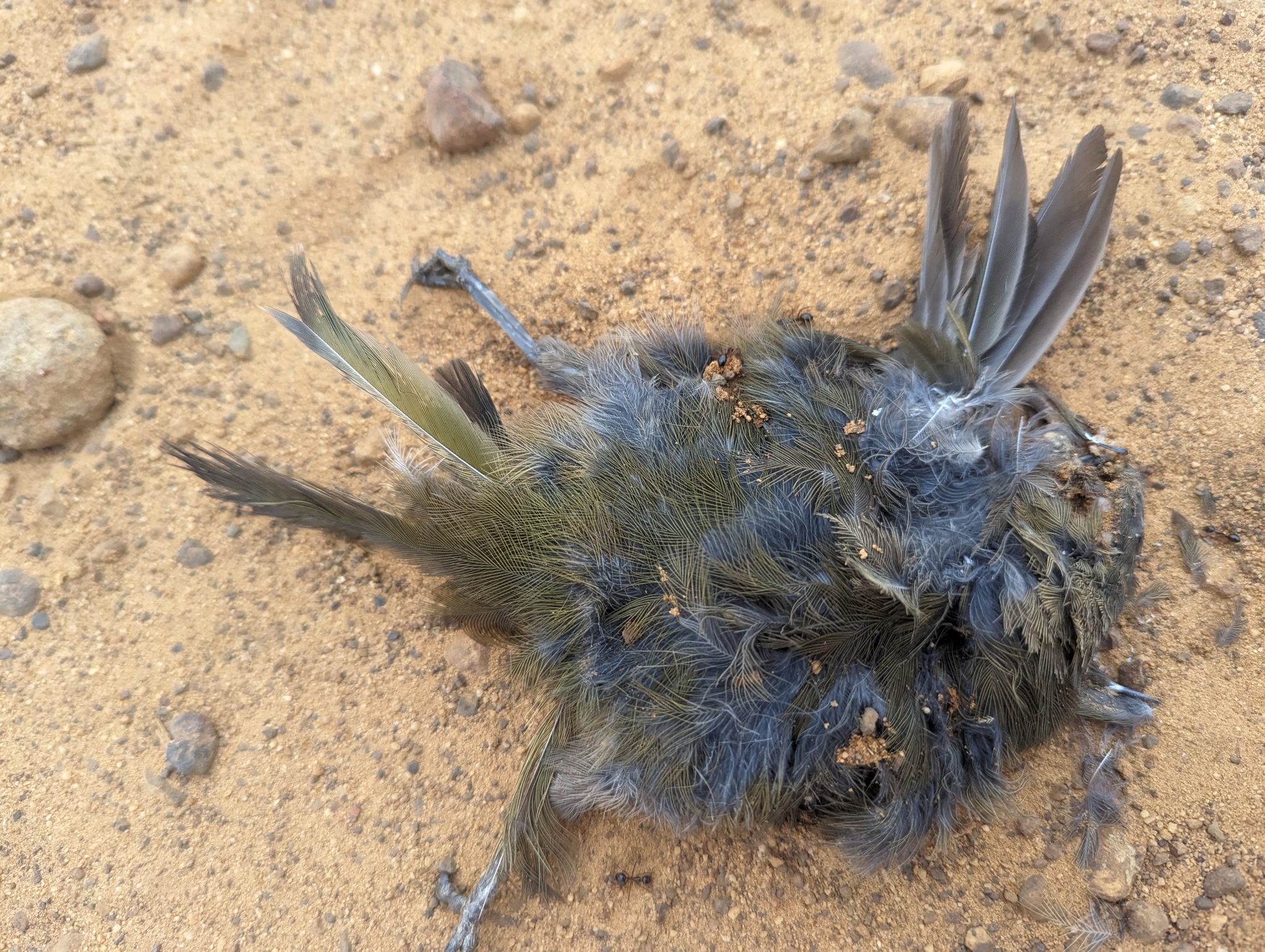 Western Whipbird (Psophodes nigrogularis), photo 7