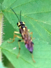 Tenthredo verticalis