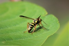 Psammaletes mexicanus