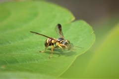 Psammaletes mexicanus