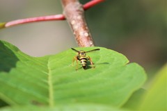 Psammaletes mexicanus
