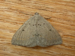 Taxeotis reserata
