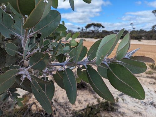 Image of Eucalyptus pleurocarpa by (c) Caleb Catto, some rights reserved (CC BY)