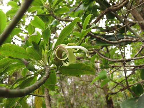 Image of Clermontia fauriei by (c) Paul Prior, some rights reserved (CC BY)