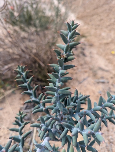 Image of Daviesia pachyphylla by (c) Caleb Catto, some rights reserved (CC BY)