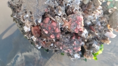 Red Sea Squirt photo 2