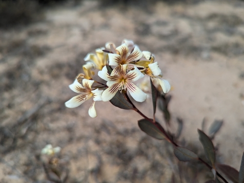 Image of Marianthus bicolor by (c) Caleb Catto, some rights reserved (CC BY)
