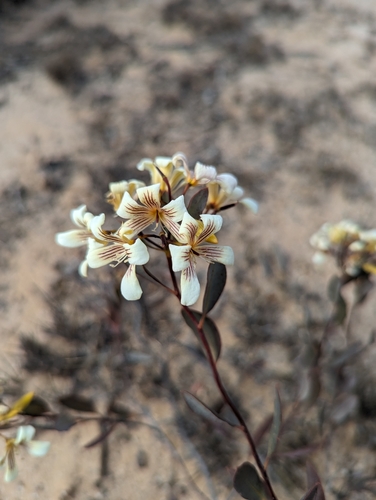 Image of Marianthus bicolor by (c) Caleb Catto, some rights reserved (CC BY)