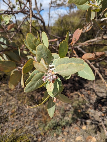 Image of Eucalyptus pleurocarpa by (c) Caleb Catto, some rights reserved (CC BY)