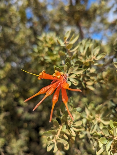 Image of Lambertia inermis by (c) Caleb Catto, some rights reserved (CC BY)