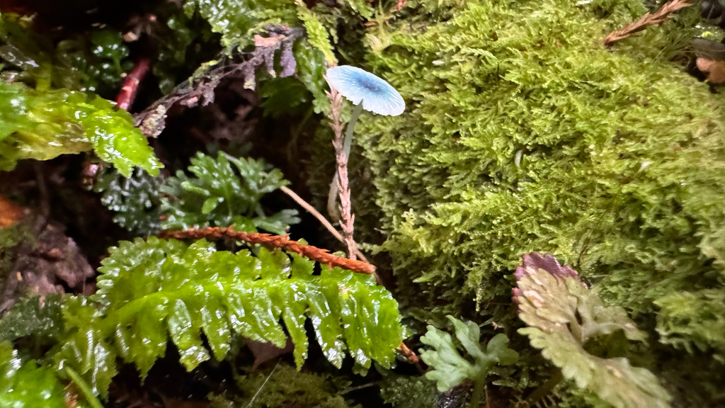 Mycena interrupta · April 2025 · photo: © frankashwood (iNaturalist, cc-by)