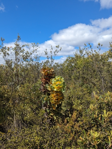 Image of Hakea victoria by (c) Caleb Catto, some rights reserved (CC BY)