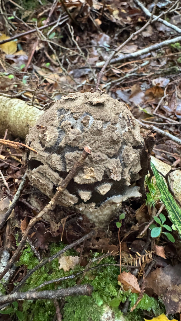 Amanita nothofagi · April 2025 · photo: © frankashwood (iNaturalist, cc-by)