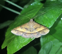 Hypospila