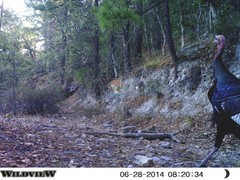 Meleagris gallopavo mexicana