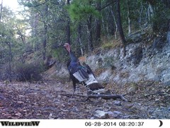 Meleagris gallopavo mexicana