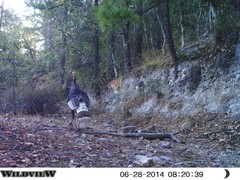 Meleagris gallopavo mexicana